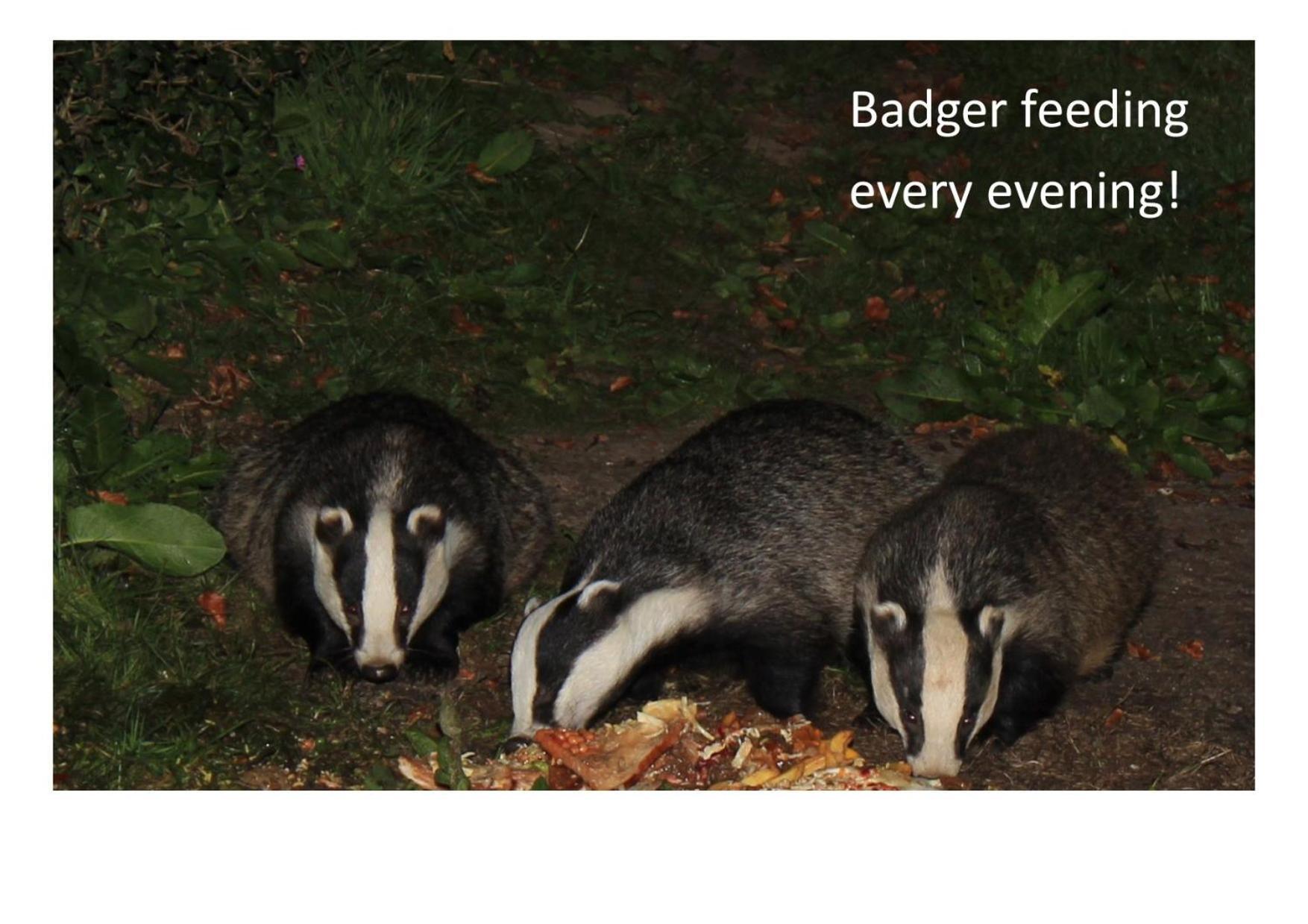 Bed and Breakfast Badger Bar Ambleside Zewnętrze zdjęcie